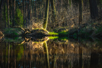 Odbicia drzew w spokojnej tafli leśnego stawu © Krzysztof Rostkowski