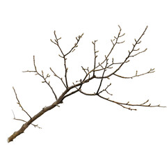 Bare Branch with Buds  isolated on white or transparent background, PNG
