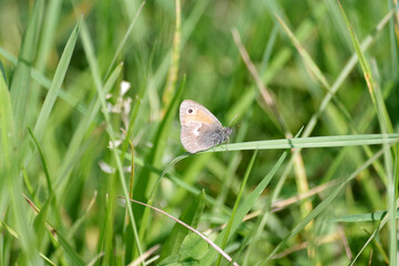 Das Kleine Wiesenv&ouml;gelchen sitzt auf einem Grashalm in der Wiese
