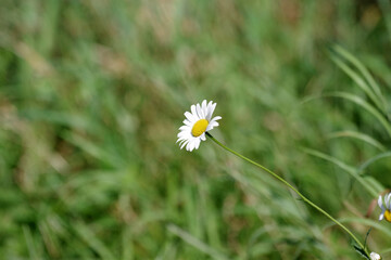  Die Bl&uuml;te einer einzelnen Margerite vor einem gr&uuml;nem Hintergrund