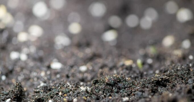 Fresh grass growing macro time-lapse. Closeup of germination and growth of tiny grass cereal crop. Wheat, oats or barley culture. Healthy vegan food concept. Motorised panoramic movement.