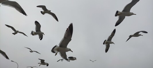 seagulls flying in the sky