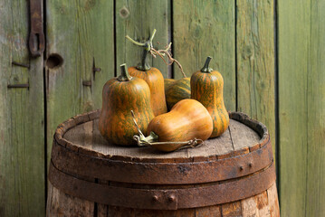 Group of Miniature Butternut Pumpkins