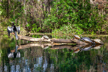 Photo of several turtles and an anhinga sitting on a log on the Silver River in Florida
