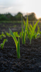 Young green shoots emerging from soil at sunrise