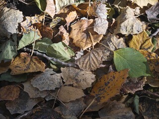 autumn leaves on the ground