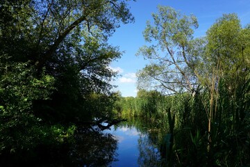 Obraz premium Sumpf Landschaft, in der sich die grünen Bäume unter klarem blauen Himmel an einem sonnigen Tag im Wasser der Havel spiegeln; schöne Wanderung durch die Natur in den Tiefwerder Wiesen, Berlin Spandau