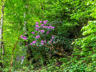 flowering rhododendron in mountains in Caykara