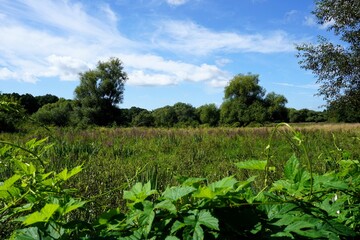 Landschaft mit violettem Flieder, der auf einer grünen Wiese unter klarem blauen Himmel blüht, in...