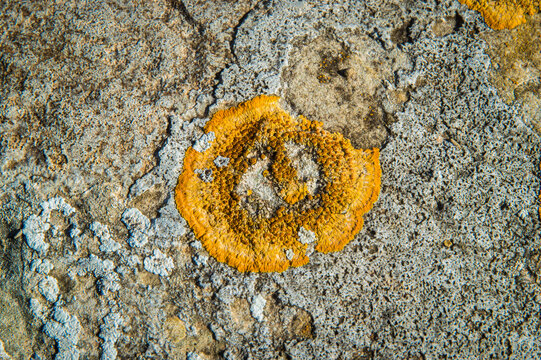 Dettaglio di un lichene arancione su una pietra