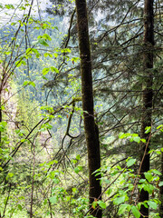 spruce tree trunks on mountain slope near Sumela
