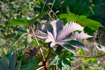 fern