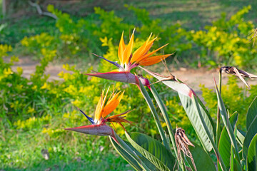 bird of paradise flowers