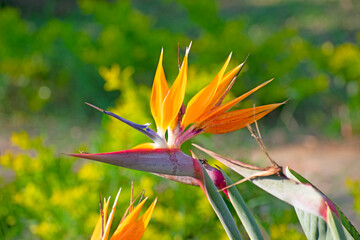 bird of paradise flower