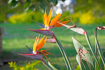 bird of paradise flowers