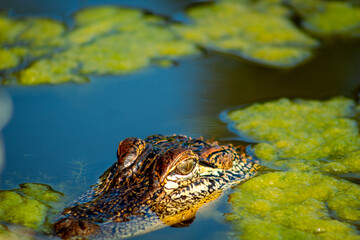 alligator in the water