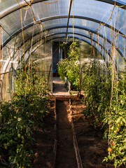 greenhouse with tomatoes and vegetables in the garden