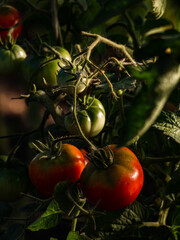 ripening tomatoes in a vegetable garden in a greenhouse
