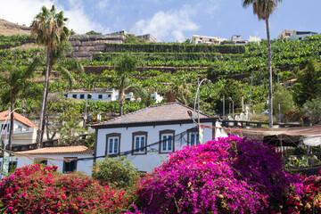 Fototapeta premium Beautiful view of the old house and flowers on a summer day. Camara de Lobos. Madeira. Portugal.