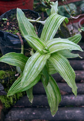Obraz premium Lush green variegated foliages of Basket plant or Callisia Fragrans, a stunning low-maintenance houseplant. It has long, trailing stems with lance-shaped leaves arranged alternately along them.