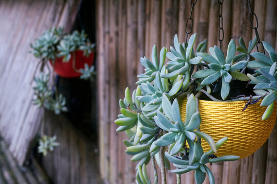 succulents and cacti Surprise Cactus & Succulent Variety Pack
