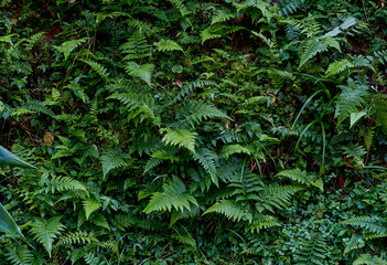 forest floor with varieties of lush green plants (mostly fern) growing abundantly in damp, shady environment of north Bengal. Photo taken in Sonada during monsoon season.