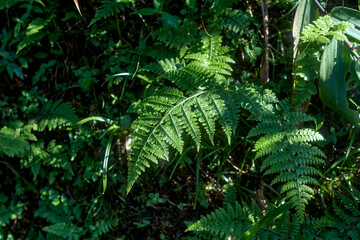 Athyrium filix-femina, the lady fern or common lady-fern, grown abundantly in damp, shady woodland environment of jungle in north Bengal. Photo taken in Sonada. The leaves are complex (megaphylls)