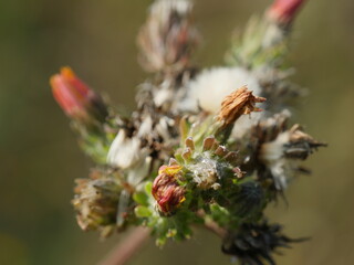 Dried out Flower 