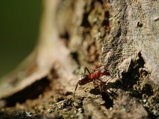 ant on a tree