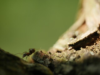 ant on a tree