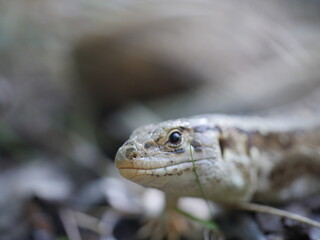 close up of a lizard