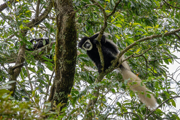 Black and white colobus monkey on a branch with a beautiful tail looking downward in Arusha National Park in Tanzania, Africa