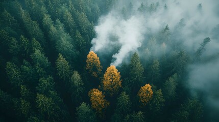Fototapeta premium Aerial View of Foggy Forest with Yellow Trees