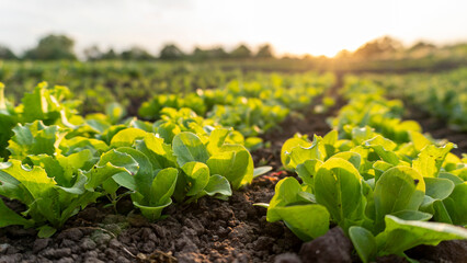 Lush lettuce fields