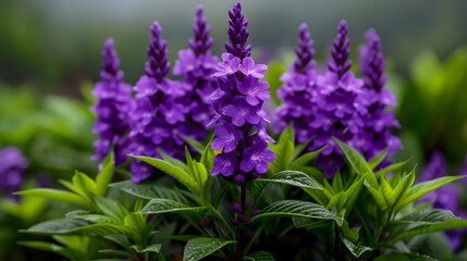 Obraz premium Bunch Purple Flowers With Green Leaves