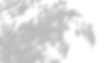 Abstract silhouette tree branchs on white wall in the evening sunlight background, beautiful natural sun rays leaves shade waving in morning wind, blur bokeh plant shadow light in sunset spring nature