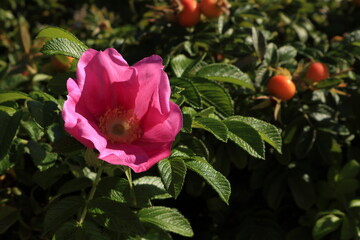 Pink flower and ripe rose hips of Rosa rugosa in sunlight. Close-up of leaves, bloom, and fruit of this ornamental but invasive shrub in natural setting © Maciej Bonk
