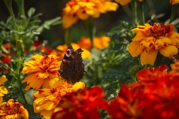 Peacock eye butterfly on marigold flower