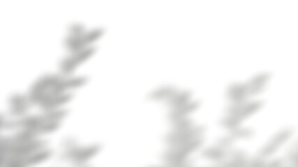 Abstract silhouette tree branchs on white wall in the evening sunlight background, beautiful natural sun rays leaves shade waving in morning wind, blur bokeh plant shadow light in sunset spring nature