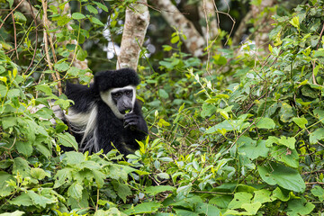 Black and White Colobus monkey with a leaf in its mouth in Arusha National Park in Tanzania Africa