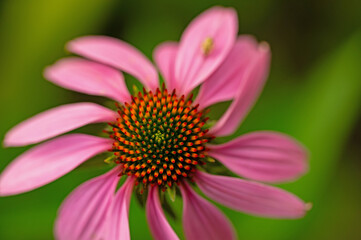 macro of a coneflower with blurred background