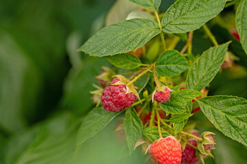raspberries in an urban garden in summer