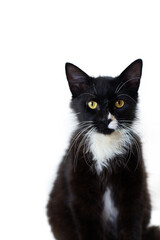 Close-Up of Black and White Tuxedo Cat on White Background