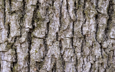 Fototapeta premium tree texture