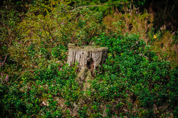 mushrooms and a wild forest environment