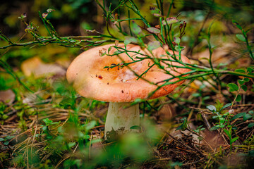 mushrooms and a wild forest environment