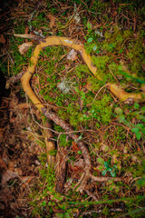 mushrooms and a wild forest environment