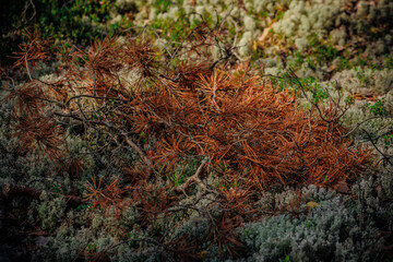 mushrooms and a wild forest environment