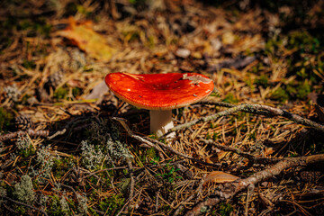 mushrooms and a wild forest environment