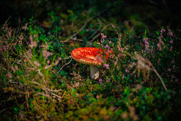mushrooms and a wild forest environment